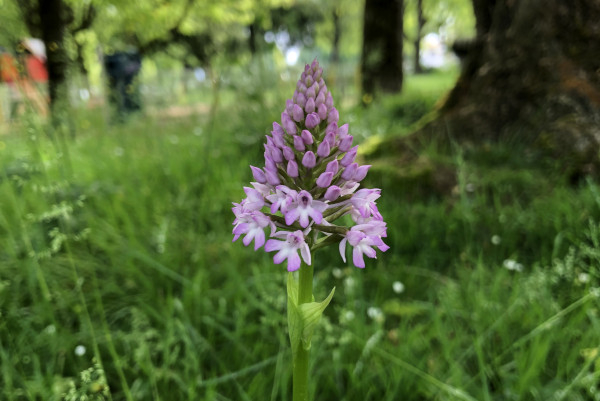 Orchis pyramidal (Anacamptis pyramidalis) © Nicolas Macaire / LPO